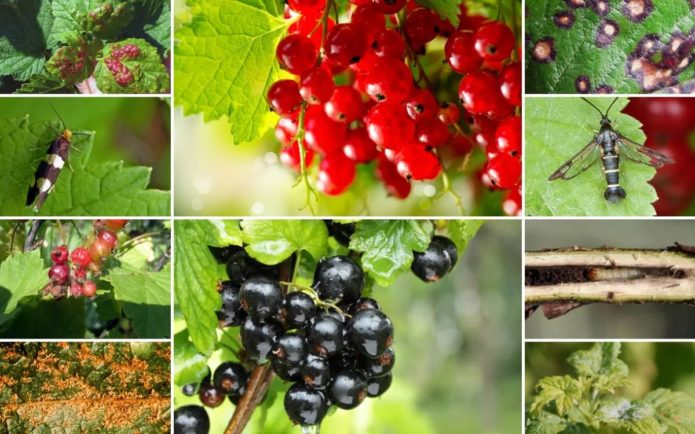 Diseases and pests of currants