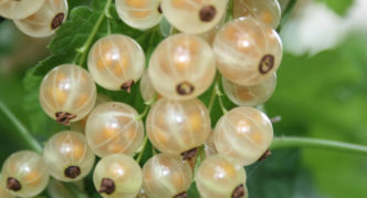 White currant