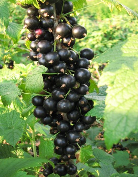 Columnar black currant