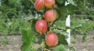 Gooseberry variety Krasnoslavyansky