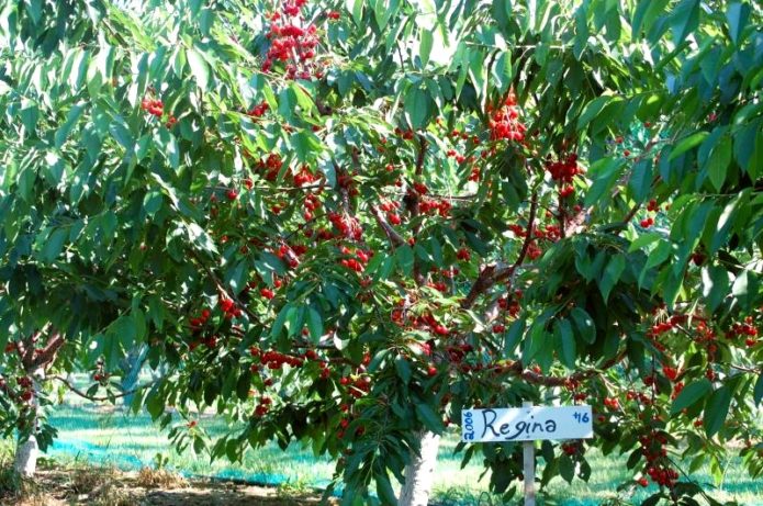 Regina cherry tree with berries