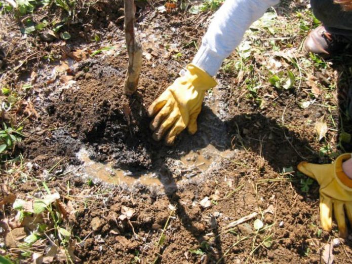 Watering cherries when planting