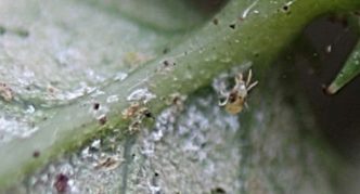 Spider mite