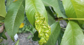 Curly leaves