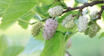 Mulberry White tenderness