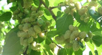 Mulberry Fruit-1