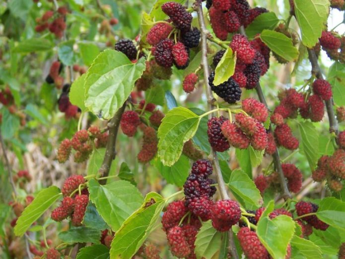 Red mulberry