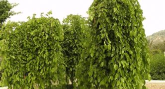 Weeping mulberry