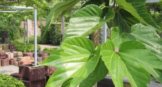 Large-leaved mulberry