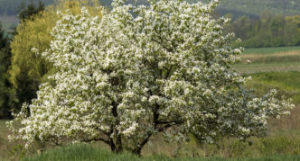 Tatar mulberry