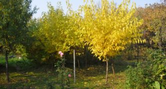 Golden mulberry