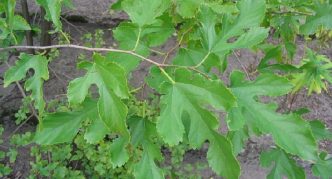 Mulberry narrow-leaved