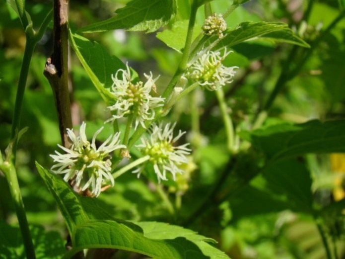 Mulberry flowers