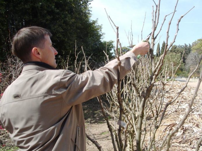 Mulberry pruning