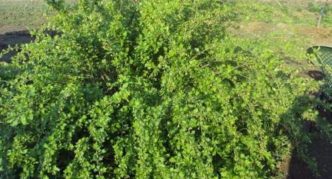 Sprawling gooseberry bush