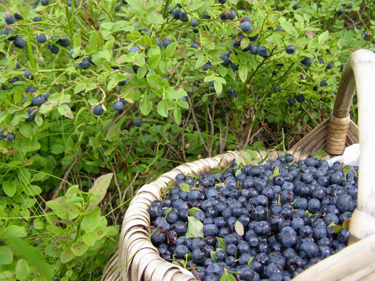 Garden blueberries: variety selection and growing recommendations