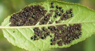 Aphid colony on a leaf