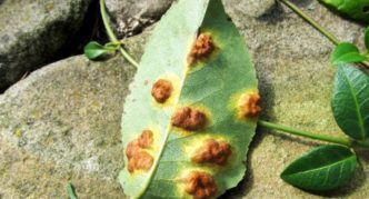 Leaf rust