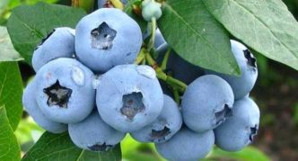 Garden blueberry Bluegold