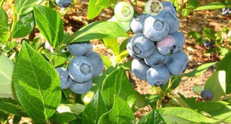 Garden Blueberry Top Hat