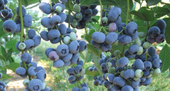 Garden blueberry Liberty