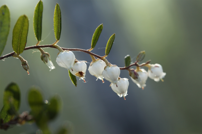 Blueberry flowers