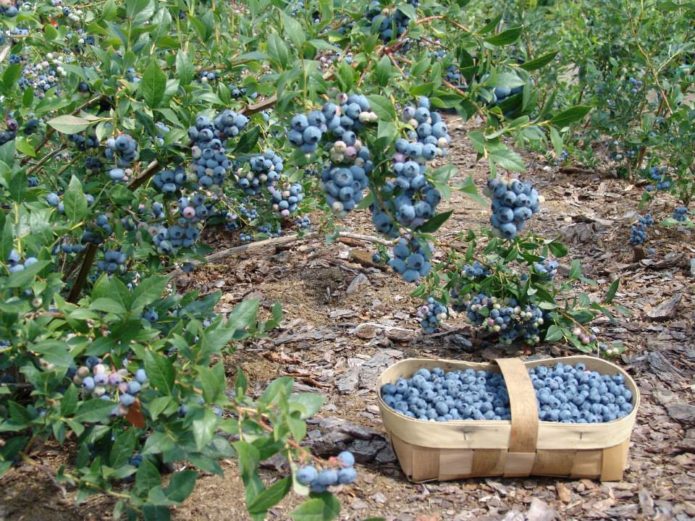 Garden blueberry harvest