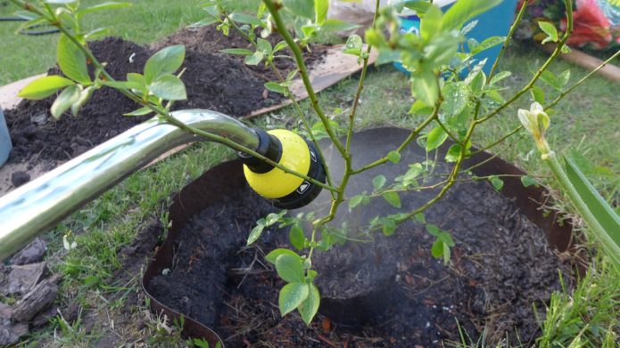 Watering garden blueberries