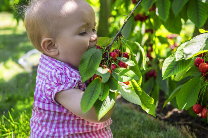 Girl eats cherries straight from the tree