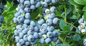 Berkeley blueberries