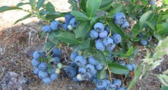 Blueberries Blue placer