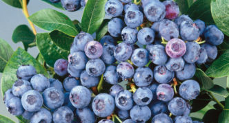 Blueberry blue fruit