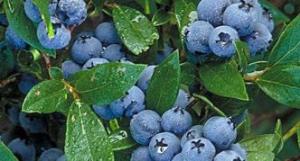 Blueberry north country