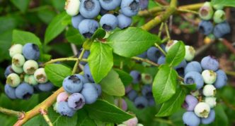 Northland blueberries