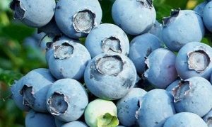 Puru blueberries