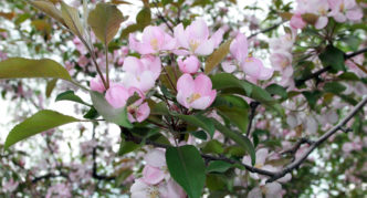 Apple tree with pink flowers