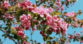 Apple tree with crimson flowers