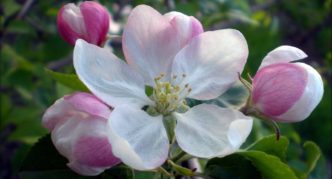 Apple tree with white and pink flowers