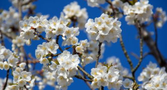 Apple tree with white flowers