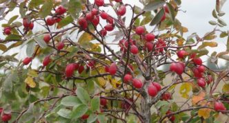 May rose hips