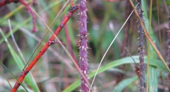 May rosehip branch