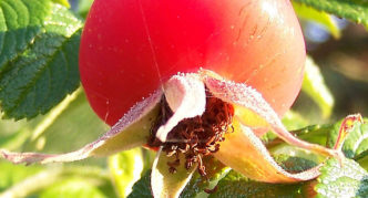 Wrinkled rose hips