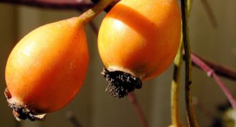 Californian rose hips