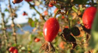 Red-brown rose hips