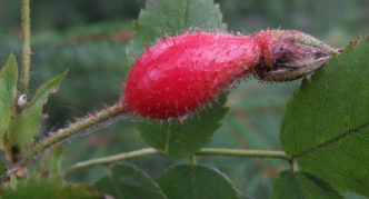 Hanging rose hips