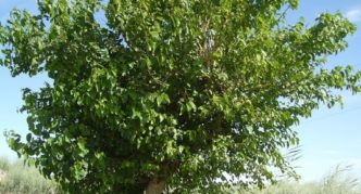 White mulberry tree