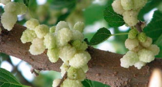 White mulberry branch with fruits