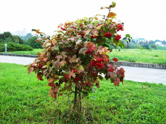 Viburnum with tree-shaped crown