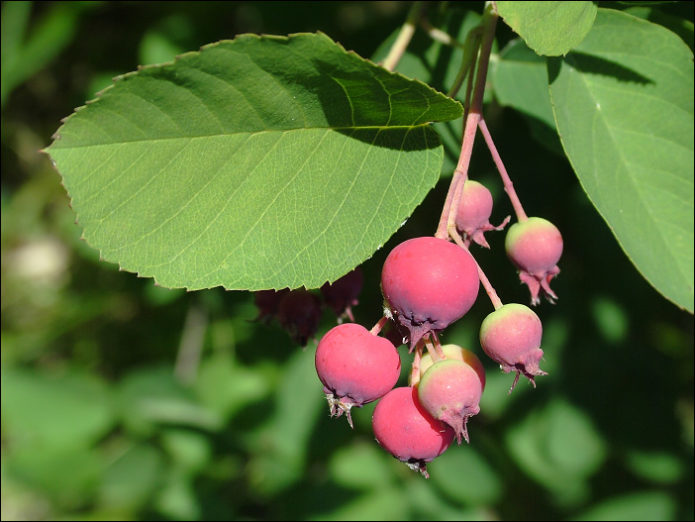 Irga round-leaved