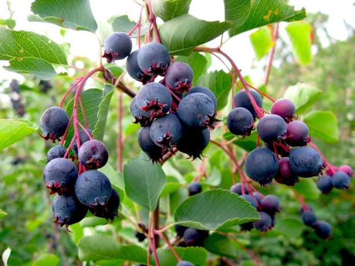 Canadensis fruits